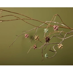 Glimmer stjerne Brun, Medusa 